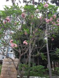 Changi Rise Condominium (D18), Condominium #136906922